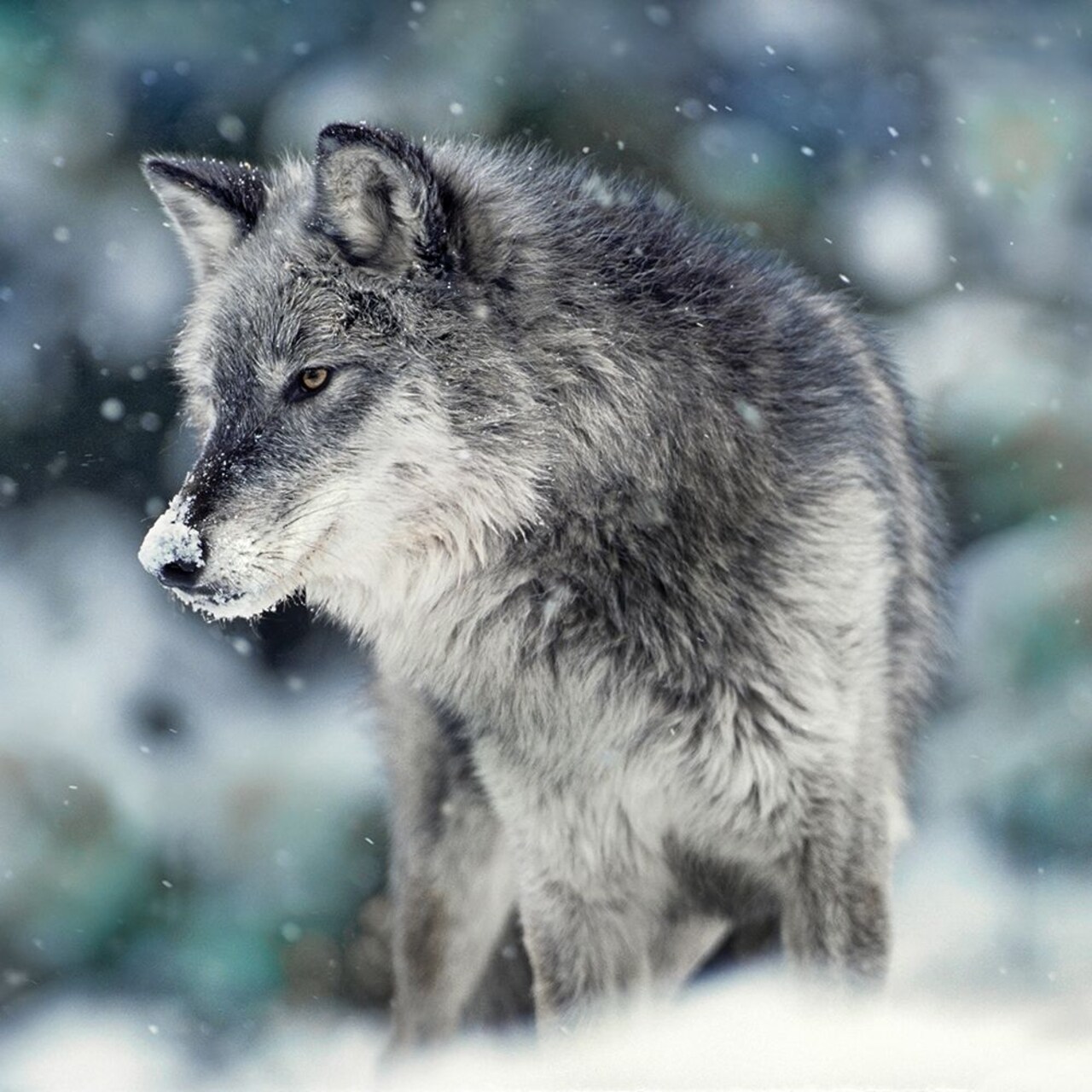 Winter Watch Poster Print by Danita Delimont - Item # VARPDX19470